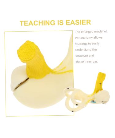 Buy Mobestech Ear Labyrinth Model - Realistic Human Ear Anatomy Display | Perfect Teaching Prop for Education - Buy Online on GoSupps.com