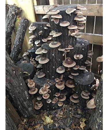 DIY Shiitake Mushroom Log Kit - Mr. Stumpy | Grow Your Own Mushrooms - Buy Online on GoSupps.com