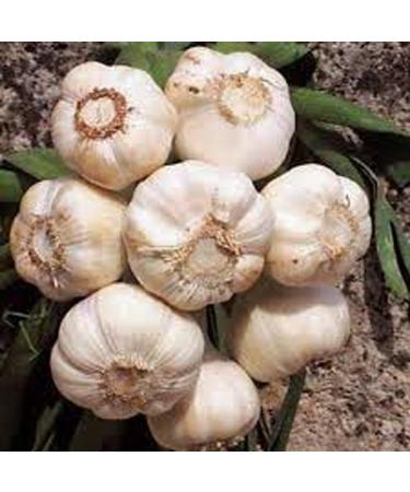 GARLIC BULB (2 Pounds), FRESH CALIFORNIA SOFTNECK GARLIC BULB FOR PLANTING, EATING AND GROWING YOUR OWN GARLIC, COUNTRY CREEK BRAND 2 Pound (Pack of 1)