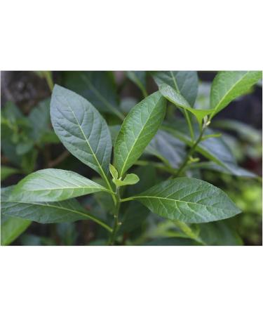 Buy Bitter Leaf Soap - Natural Herbal Cleansing for Healthy Skin | International Shipping Available - Buy Online on GoSupps.com