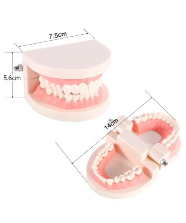 Buy Standard Tooth Model - PVC Dental Study for Adult Demonstration Teeth | International Shipping Available - Buy Online on GoSupps.com