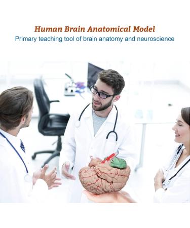 Dog Hip Joint Skeleton Medical Model Veterinarian Lessons Dog Skeleton Veterinary Veterinary Medicine Animal Model - Buy Online on GoSupps.com