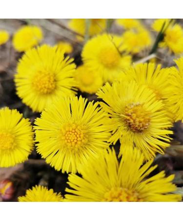 RAUSCH Coltsfoot Anti-Dandruff Shampoo 200ml (6.76 fl oz) - Pack of 1 - Buy Online on GoSupps.com