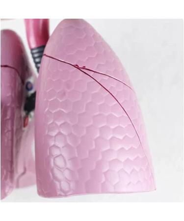 Mouth Nose Throat Pharynx Education Human Body ENT Model Study Model Pathology Nose Throat Model Enlarge The ical Model A+c - Buy Online on GoSupps.com
