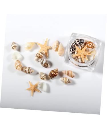 minkissy 1 Box Nail Art Decoration Nail Jewelry Shell Decor Conch Jewelry Nail Decorations for Nail Art Conch Shells Nail Decoration Nail Ornament 3d Nail Stickers Manicure - Buy Online on GoSupps.com