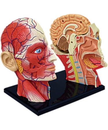 Educational Model 4D Human Head Anatomical Model Head Brain Muscle Nerve Medicine Anatomy Model Removable 14 Part Puzzle Toy for Lab Science Demonstrate Teaching Medical Models - Buy Online on GoSupps.com
