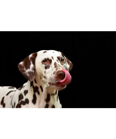 Roqsy Natural Deer Dried Meat for Dogs - 100g Grain-Free Chew Treats for Puppies & Dogs | Healthy Jerky Snack - Buy Online on GoSupps.com