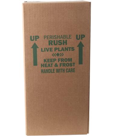 Costa Farms ZZ Plant in 12-Inch White-Natural Dcor Planter for Great Room Decor - Buy Online on GoSupps.com