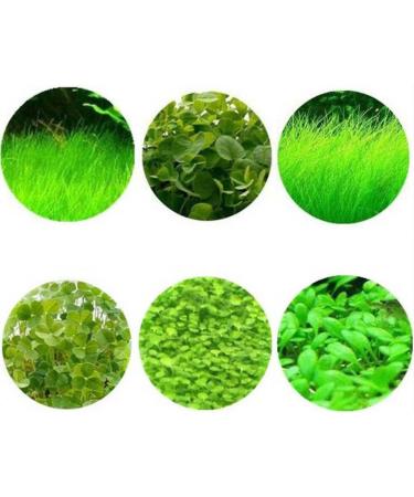 Haloppe 600 Pcs Water Grass Flowers Plant Seeds | Aquatic Plants for Home Garden & Aquarium Decoration - Buy Online on GoSupps.com