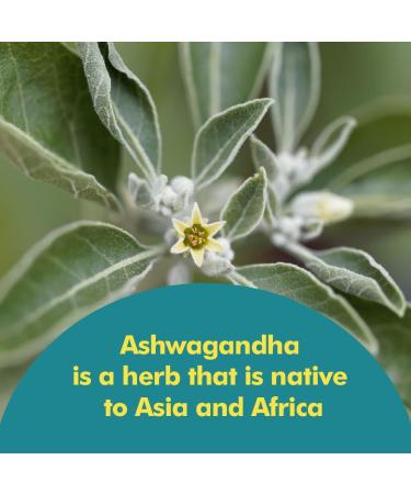 Santo Remedio Ashwagandha Capsules by Dr. Juan Rivera Stress Support Supplement 1000 mg Per Serving 180 Vegetarian Capsules No Artificial Flavors Sugar & Sodium Free Daily Wellness Support - Buy Online on GoSupps.com