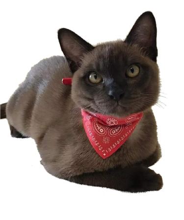 Cat collar with bandana in paisley look and buckle in size S: 20-26cm neck circumference RED