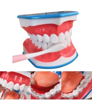 Large 6-Fold Dental Model for Kids - Ideal for Oral Care Lessons Tooth Brushing & Prosthesis Study - Buy Online on GoSupps.com