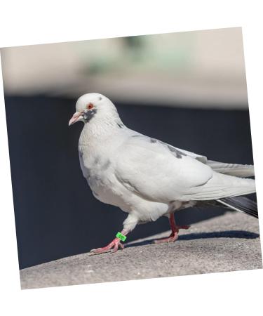 BESPORTBLE 200 Pcs Pigeon Anklet Chicken Thighs Pet Where Plastic Tags Pigeons Ring Bands The Bird Baby Digital 1.3X1.3CMx2pcs Greenx2pcs - Buy Online on GoSupps.com