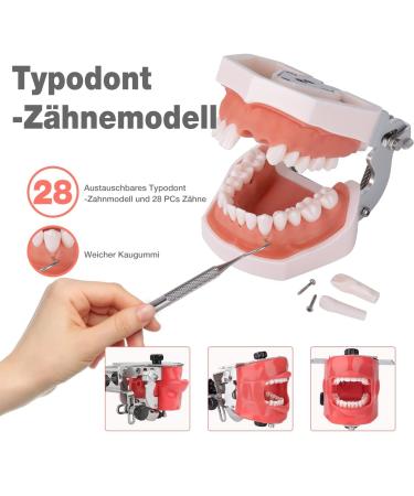 TBLOTYD Dental Simulator Mannequin Head with Bench Mount Fixed on Desk 360 Adjustable 1:1 High for Teaching Practice Phantom Head Training Manikin Teeth Model Metal - Buy Online on GoSupps.com