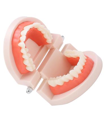 Teeth Model - Anti-Yellow Denture Model for Hospitals & Kindergartens | Shop Internationally - Buy Online on GoSupps.com