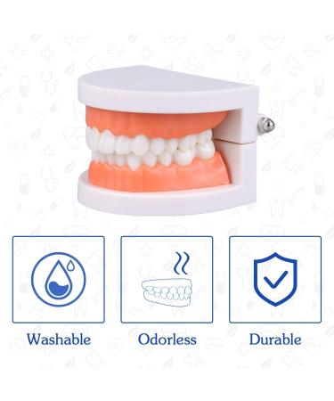 Dental Teeth Model with Dentures & Toothbrush | Educational Prosthesis Model for Kids | Best Dental Teaching Tools & Study Supplies - Buy Online on GoSupps.com