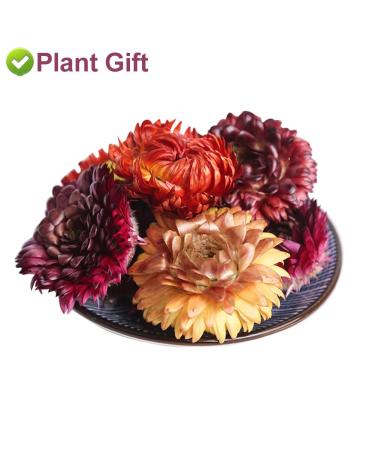 Buy Colorful Bracteantha Bractata Flower 30g | Anti-Fatigue Slimming Tea for Beauty & Liver Care - Buy Online on GoSupps.com