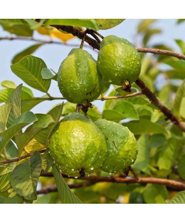 Relaxcation Guava Seed Oil | Cold Pressed Natural Oil for Face Hair Nails | Lightweight Botanical | Skin & Body Oil | Vegan | Glass Bottle (4 oz) 4 Fl Oz (Pack of 1) - Buy Online on GoSupps.com
