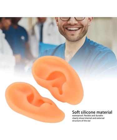Flexible Acupuncture Ear Model - 2 Pieces Left and Right Clear Structure for Doctors - Buy Online on GoSupps.com