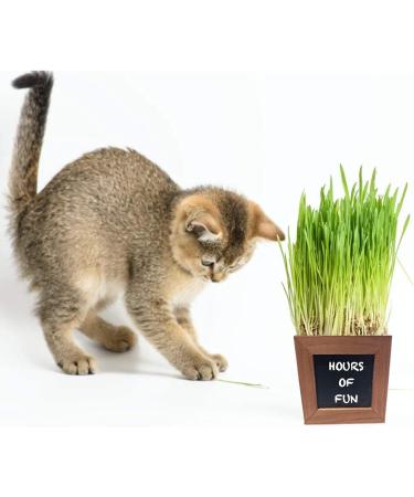 Certified Organic Cat Grass Kit with 3 Wooden Planters - Perfect Gift for Indoor Cats - Buy Online on GoSupps.com