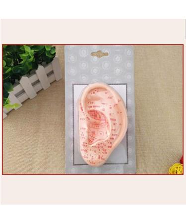 Fhuili 13 cm Ear Acupuncture Model - HD Lettering for Medical Learning | Human Acupuncture & Meridian Points - Buy Online on GoSupps.com