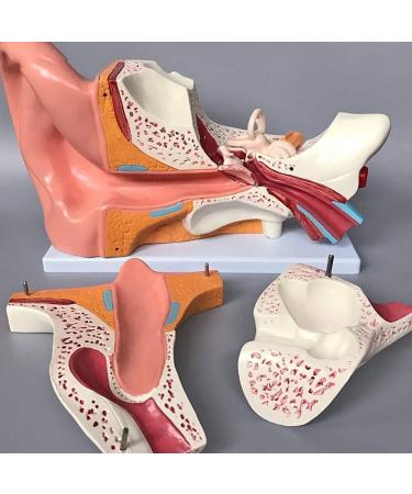 Scientific Research Human Ear Model 5 Times Life-Size Model with 6 Parts Showing Major Regions of The Ear Teaching Supplies - Buy Online on GoSupps.com