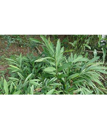 Indigo Herbs Cardamom pods 100 g - Buy Online on GoSupps.com