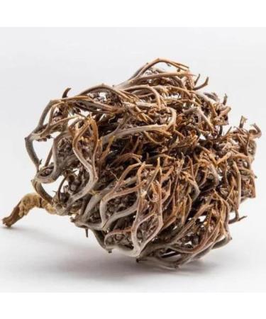 100g Whole Rose of Jericho - Chajarat Mariam - Fertility Promoting Plant - Approximately 10 Pieces - Anastatica Hierochuntica - Buy Online on GoSupps.com