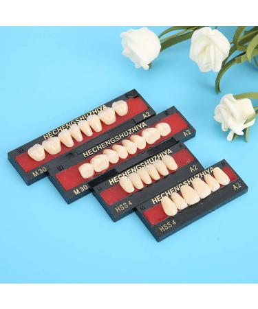 High-Quality Synthetic Resin False Teeth | Dental Prosthesis for Oral Cavity Loss - Buy Online on GoSupps.com