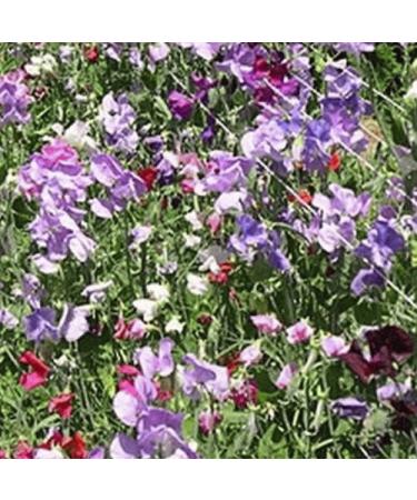50 Semi precoce Multiflora Mix Sweet Pea Wildflower