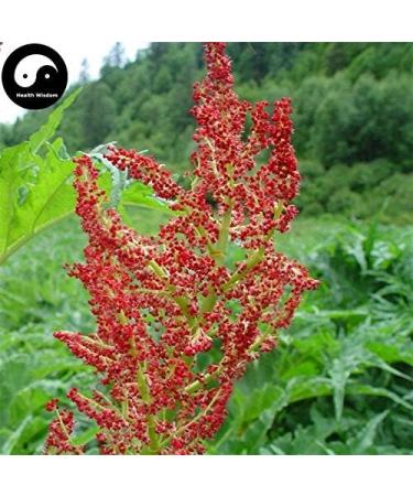 Portal Cool Semi cinesi Quinoa Semente Quinoa Grains Casa Giardino 200 pc - Buy Online on GoSupps.com