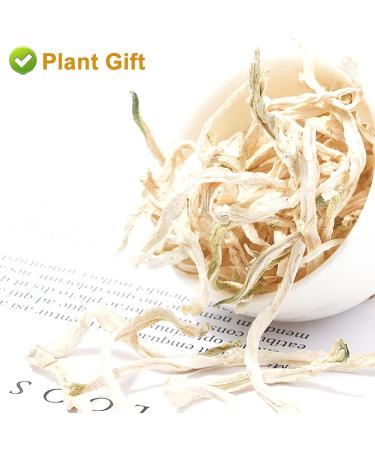 Buy 100% Organic Dried Papaya - 30g Natural Herbs for Digestion Enzymes | DRIDDADA - Buy Online on GoSupps.com