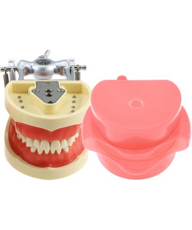 High-Quality Samnuerly Dental Teeth Model - 28 Removable Teeth & Simulation Cheek for Dentist Teaching & Learning | International Shipping Available - Buy Online on GoSupps.com