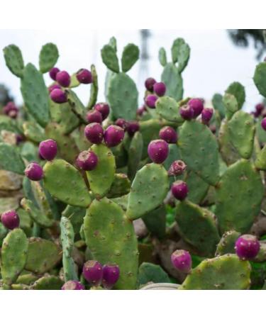 Prickly Pear Seed Oil Organic Cold Pressed Unrefined Natural 2 Fl Oz. - Buy Online on GoSupps.com