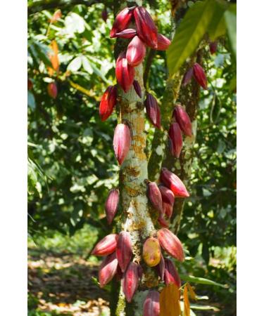 Premium Ceremonial Grade Cacao Discs 100% Organic Criollo Beans Sustainably Grown by Indigenous Farmers in Peruvian Amazonia - 250 Grams - Buy Online on GoSupps.com