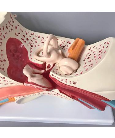 Scientific Research Human Ear Model 5 Times Life-Size Model with 6 Parts Showing Major Regions of The Ear Teaching Supplies - Buy Online on GoSupps.com