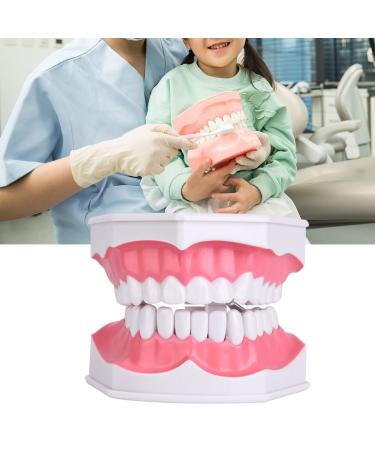 Dental Teaching Teeth Model for Kids | Educational Tooth Brushing Tool for Oral Care - Buy Online on GoSupps.com