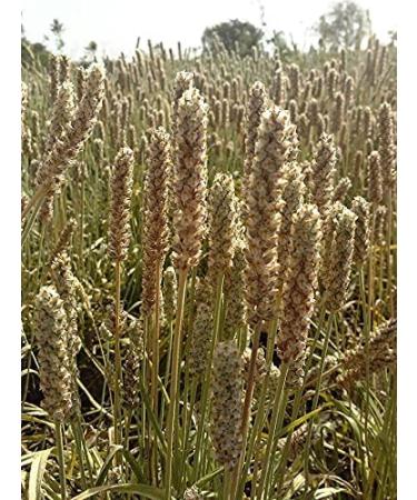 Yerba Prima Fiber Plus Senna Capsules - 180 Count | Gentle Overnight Relief | Non-GMO & Gluten-Free - Buy Online on GoSupps.com