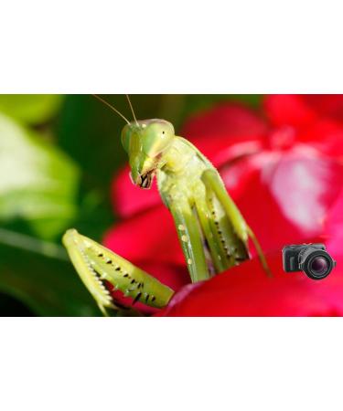 Raynox DCR-150 Snap-On Macro Lens - Enhance Your Photography with Precision - Buy Online on GoSupps.com