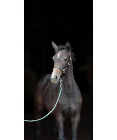 Kerbl Eco Leather Foal Halter - Black 120 Pieces Pack | International Shipping Available - Buy Online on GoSupps.com