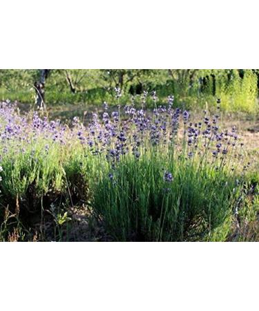 Magnesium Oil Topical Spray with Biodynamic Lavender and Rosemary Hydrosols (4 Oz) - Buy Online on GoSupps.com