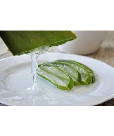 Aloe Vera Cream Body Milk - TABAIBA 250ml | Nourishing Moisturizer for All Skin Types - Hydrate & Revitalize Your Skin - Buy Online on GoSupps.com
