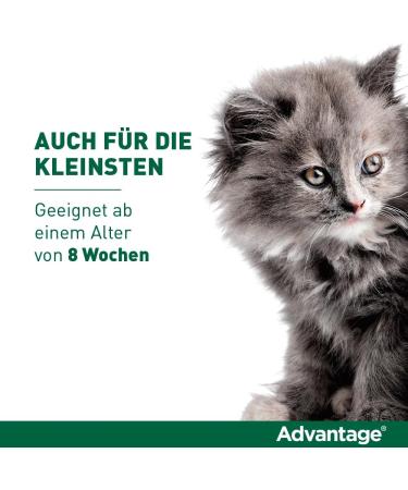 Elanco Advantage Spot-On 80 for Large Cats & Rabbits | Flea Protection for 4-8 kg | 4 Pipettes - Effective & Easy Application - Buy Online on GoSupps.com
