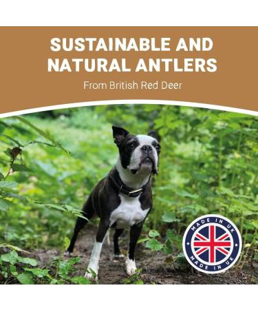 Pets Purest 100% Natural Red Deer Antlers for Dogs - 2 Small Stag Horn Bones - Premium Treat & Plaque Removal Chews - Buy Online on GoSupps.com