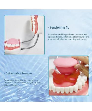 Foragrl 6x Enlarged Teeth Mouth Model | Metal Hinge | Complete PVC Speech Therapy Tool with Removable Tongue - Easy to Use for International Shipping - Buy Online on GoSupps.com