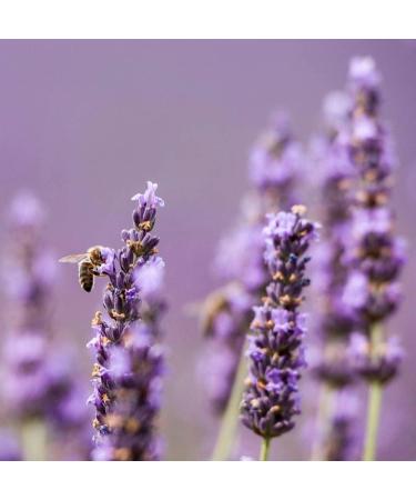 Lavender Raw Creamy Honey - 300g - Collected in Morocco - Buy Online on GoSupps.com