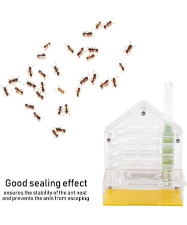 Ant Nest Acrylic Ant Nest Villa Farm House Formicarium Educational And Learning Nature Science Kit For Ant Feeding - Buy Online on GoSupps.com