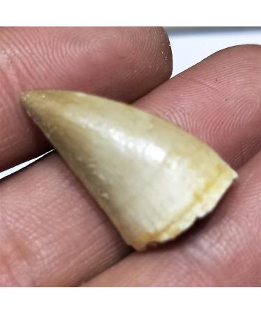 1 20-30mm Natural Animal Mosasaur Tooth Specimen which can be Used as a Gift Decoration Pendant Reiki Stone ERTEYIN - Buy Online on GoSupps.com