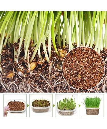 Portal Cool Seeds 150G Cat Organische Oat Grass Daily Replacement Gastrointestinal Gezondheid Verpleging Aids - Buy Online on GoSupps.com