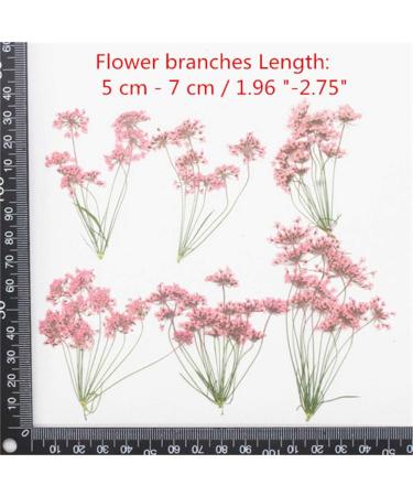 6pcs Natural Real Pressed Dried Flowers for DIY Jewelry Making & Resin Crafts (Multi) - Buy Online on GoSupps.com